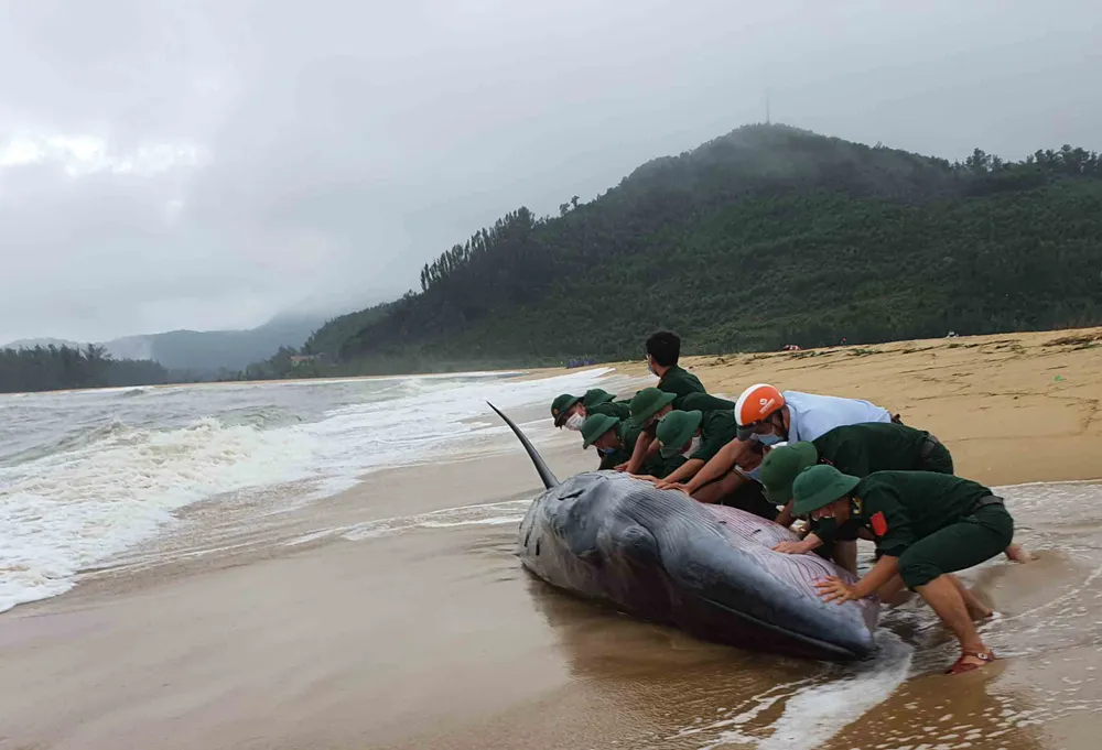 Thừa Thiên - Huế: Nỗ lực giải cứu cá voi dài 10m nhiều lần dạt bờ ảnh 1