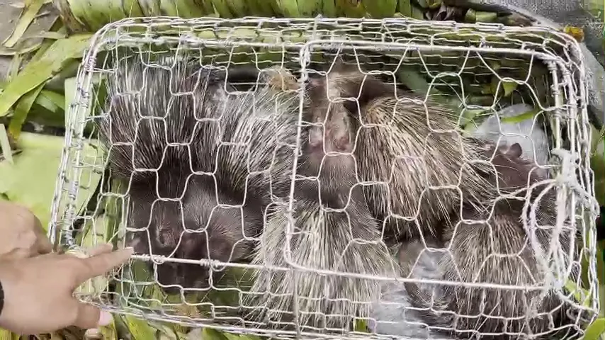 Phát hiện ô tô chở động vật hoang dã trái phép và nhiều hàng lậu  ảnh 1