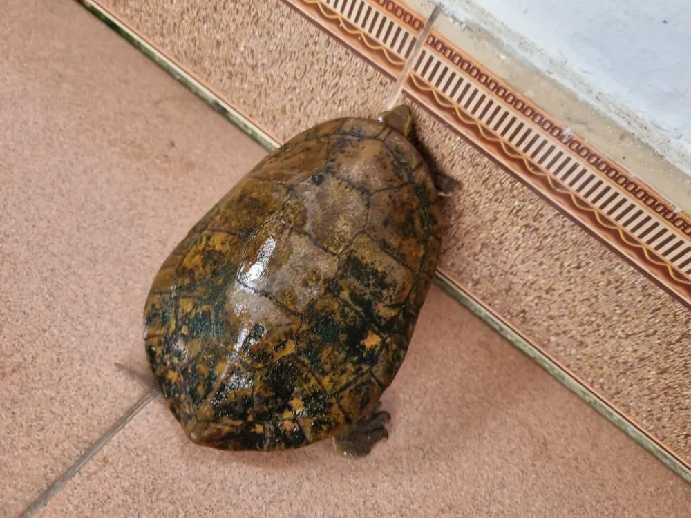 Rùa 4 mắt quý hiếm bò vào vườn nhà dân tại TP Huế ảnh 1