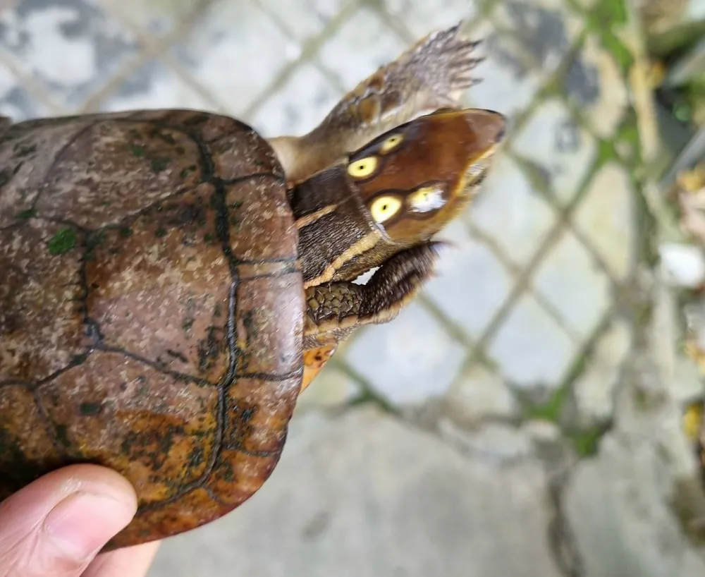 Rùa 4 mắt quý hiếm bò vào vườn nhà dân tại TP Huế ảnh 2