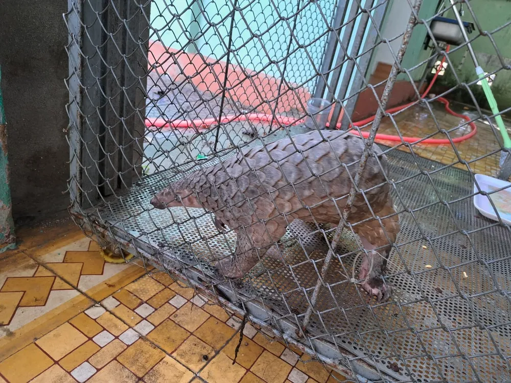 Phát hiện Tê tê Java quý hiếm nặng 3,8kg tại Thừa Thiên - Huế ảnh 1