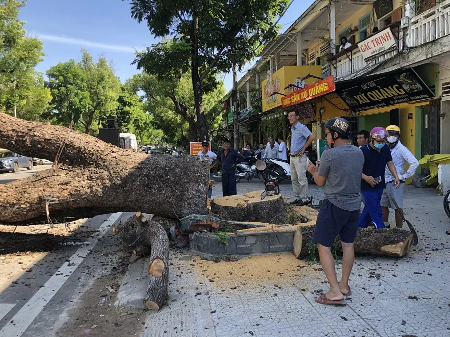 Đốn hạ cây long não hàng trăm tuổi trước Gác Trịnh ảnh 1