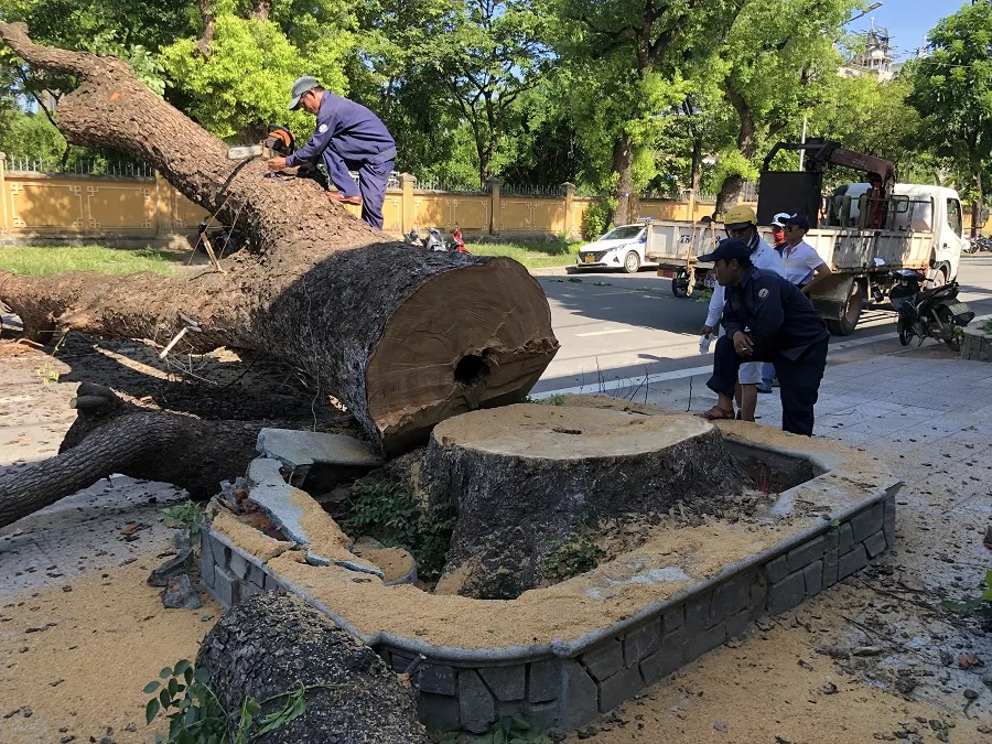 Đốn hạ cây long não hàng trăm tuổi trước Gác Trịnh ảnh 2