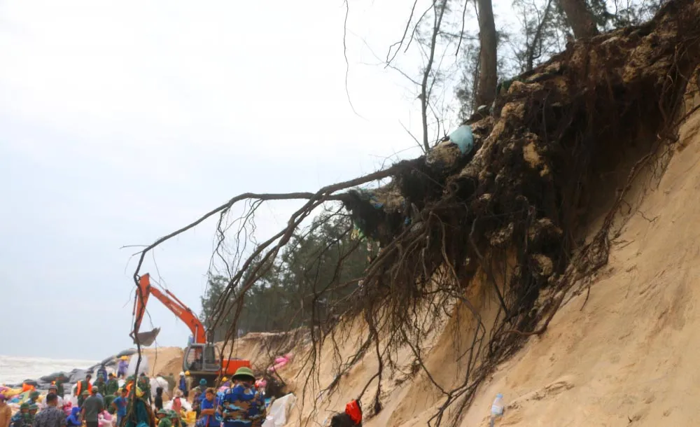 Hàng trăm người ứng cứu rừng dương bị sóng đánh bật gốc ảnh 1