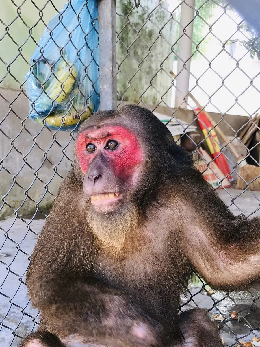 Thừa Thiên - Huế: Người dân tự nguyện giao nộp cá thể khỉ mặt đỏ và khỉ đuôi lợn  ảnh 1