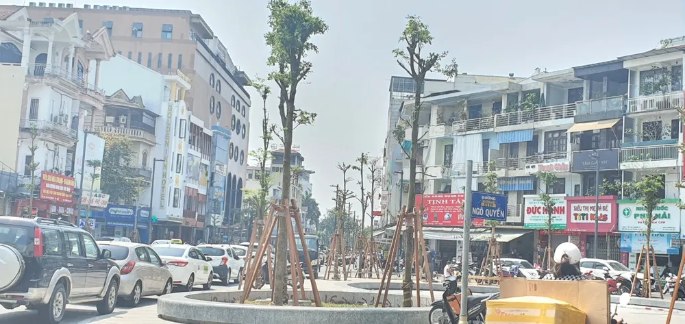 Bàng Đài Loan vừa trồng tại đường Hai Bà Trưng, TP Huế