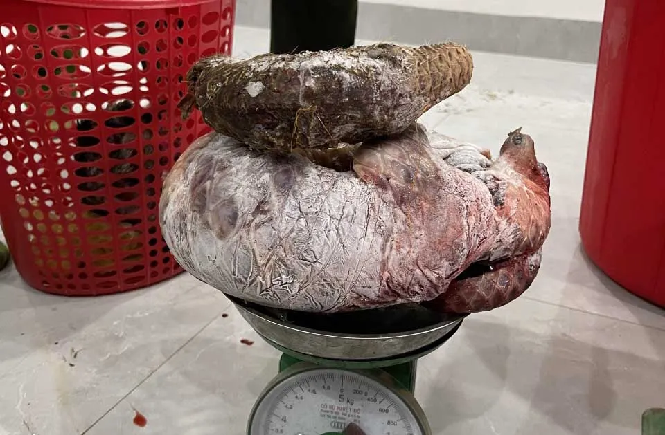 2 cá thể tê tê quý hiếm