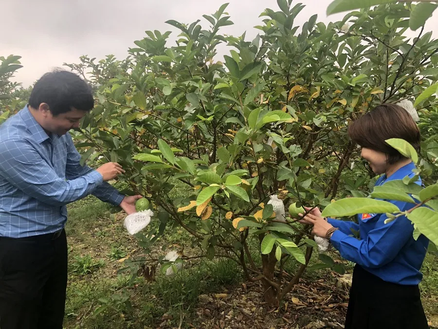 Ổi VietGAP Hương Xuân cho thu nhập gấp 10 lần so với trồng lúa nước