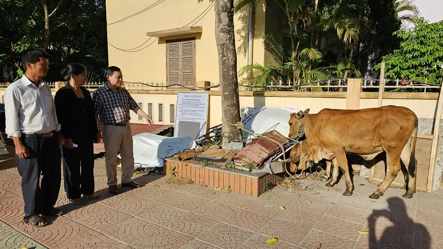 Trao bò giống cho các gia đình cựu thanh niên xung phong