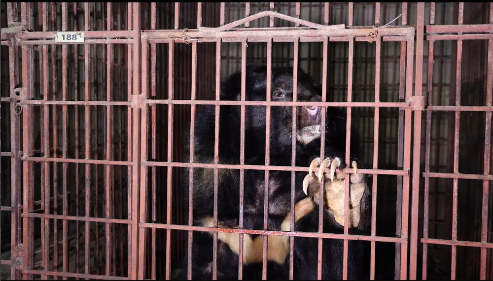 B001 Armstrong (6).png