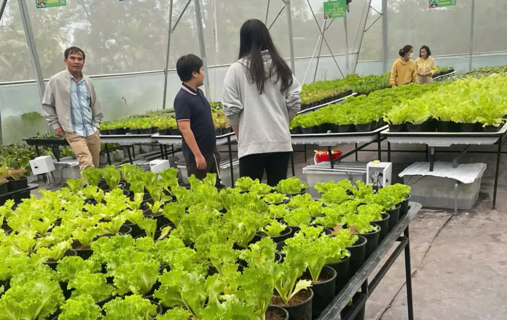 Mô hình trồng rau sạch nhà kính giúp nông dân TP Huế vươn lên thoát nghèo