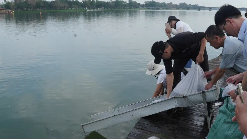 Thả 139.200 con cá giống xuống sông Hương