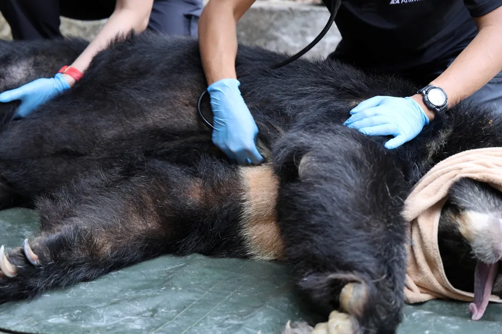 Cứu hộ cá thể gấu nuôi nhốt do một doanh nghiệp tại TPHCM tự nguyện giao nộp để đưa về Trung tâm Cứu hộ Gấu Việt Nam ở Bạch Mã.