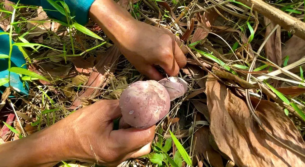 Dưới những gốc cây hay lớp lá mục ẩm ướt, từng tai nấm căng tròn, béo núc ních với màu nâu tím đặc trưng mọc lên san sát