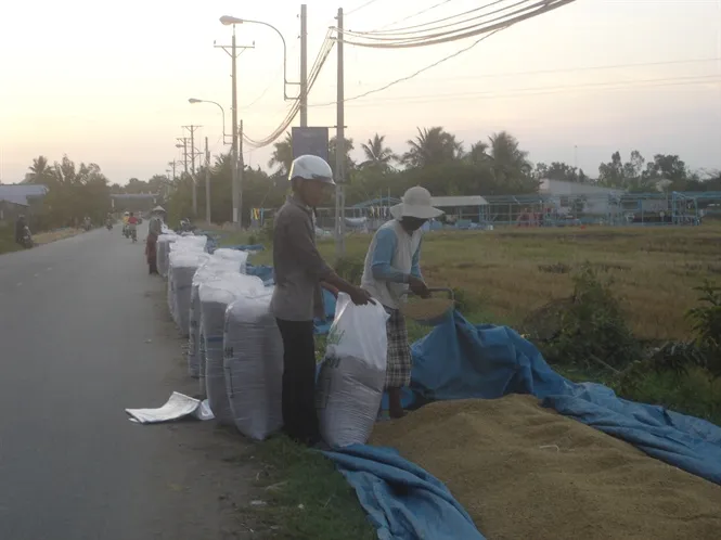 Giá ca cao biến động ở mức 4.500-5.000 đồng/kg ảnh 6