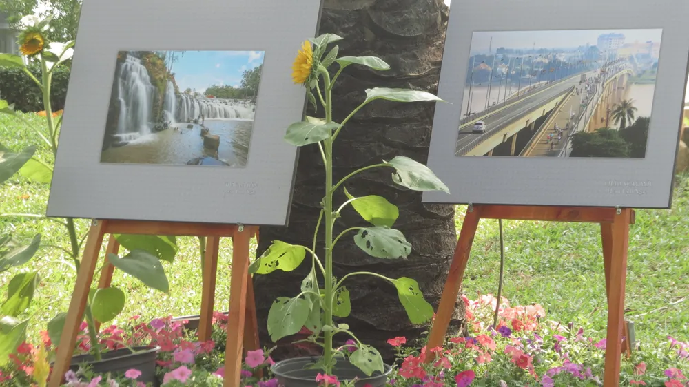 Đường hoa Nguyễn Văn Trị chính thức đón khách du xuân ảnh 2