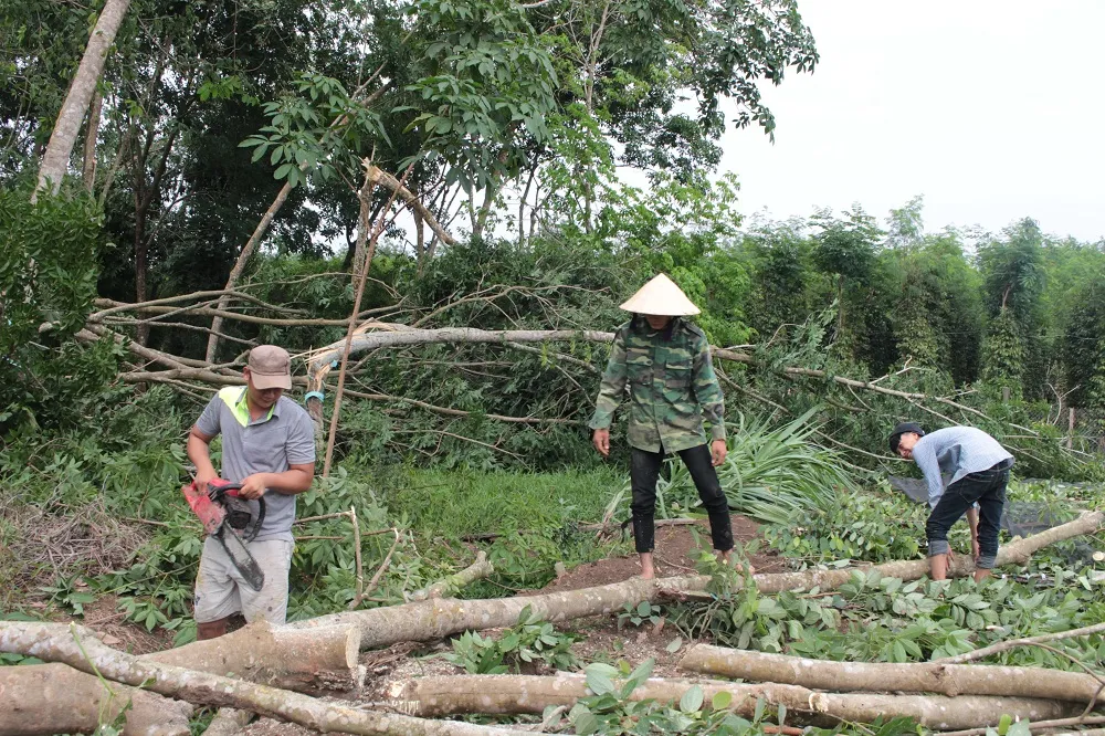 Lốc xoáy kèm mưa lớn ở Bình Phước gây thiệt hại hàng tỷ đồng ảnh 1
