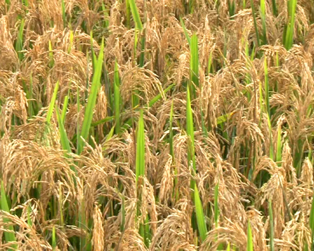 Hà Tĩnh: Hàng trăm hecta lúa nguy cơ mất trắng do nhiễm đạo ôn ảnh 1