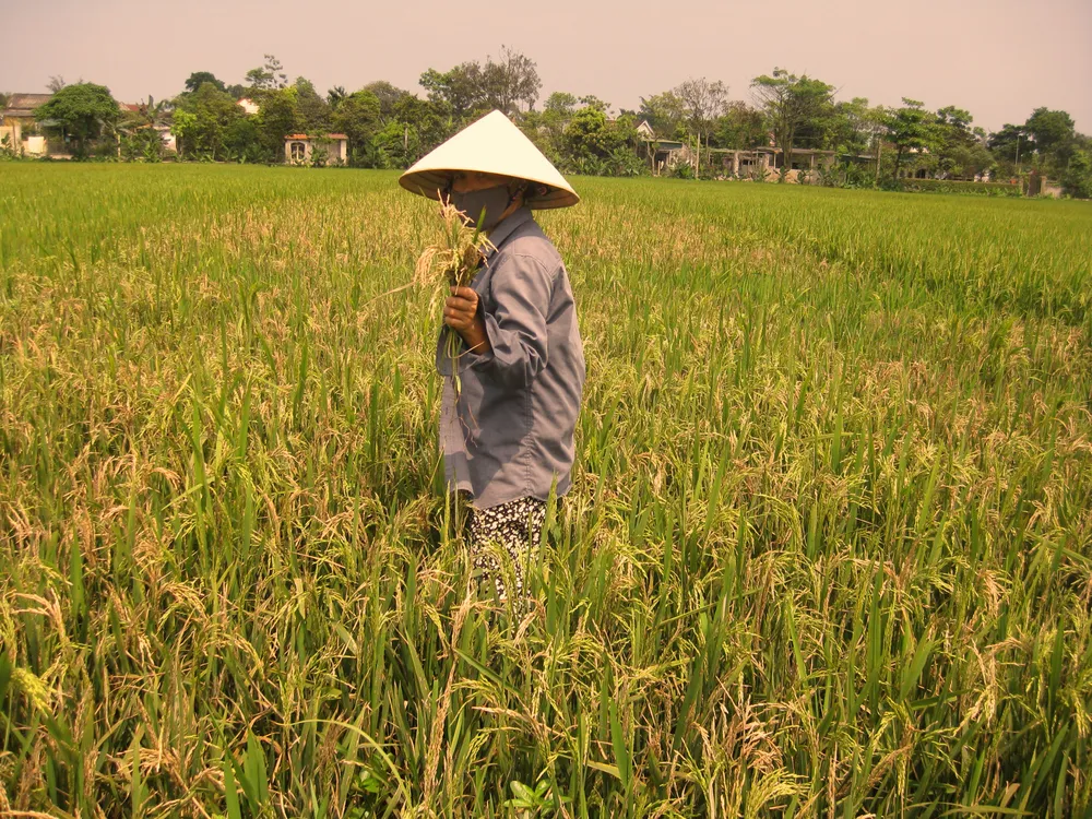 Hà Tĩnh: Hàng trăm hecta lúa nguy cơ mất trắng do nhiễm đạo ôn ảnh 2