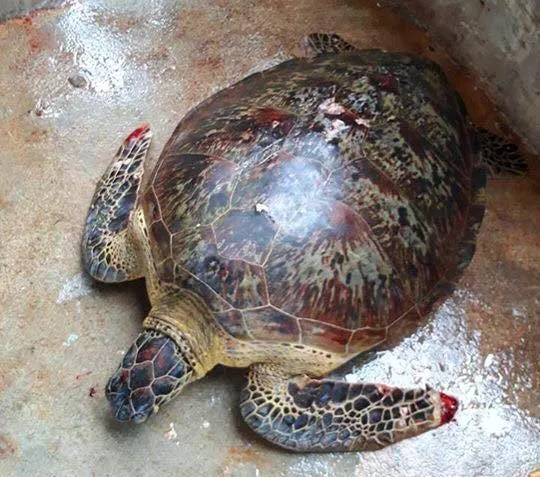 Ngư dân thả 1 cá thể rùa biển gần 50kg về lại môi trường biển ảnh 1