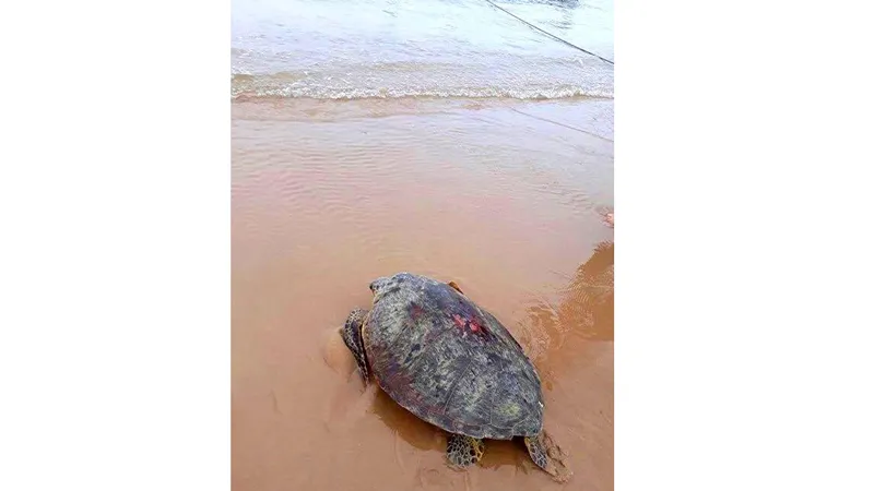 Cá thể rùa biển khỏe mạnh được thả về lại môi trường biển