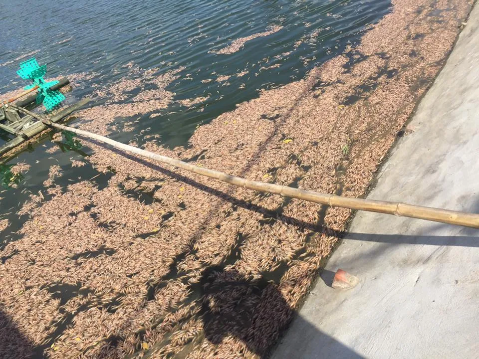 Tôm chết hàng loạt chưa rõ nguyên nhân tại Hà Tĩnh ảnh 7