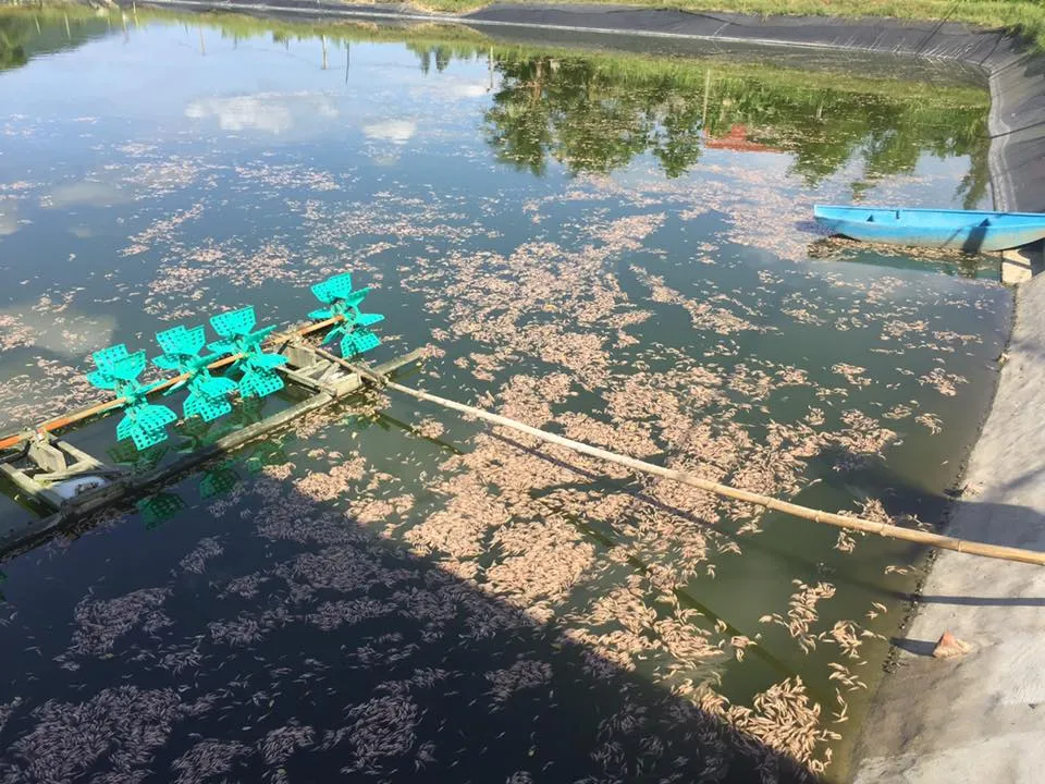 Tôm chết hàng loạt chưa rõ nguyên nhân tại Hà Tĩnh ảnh 6