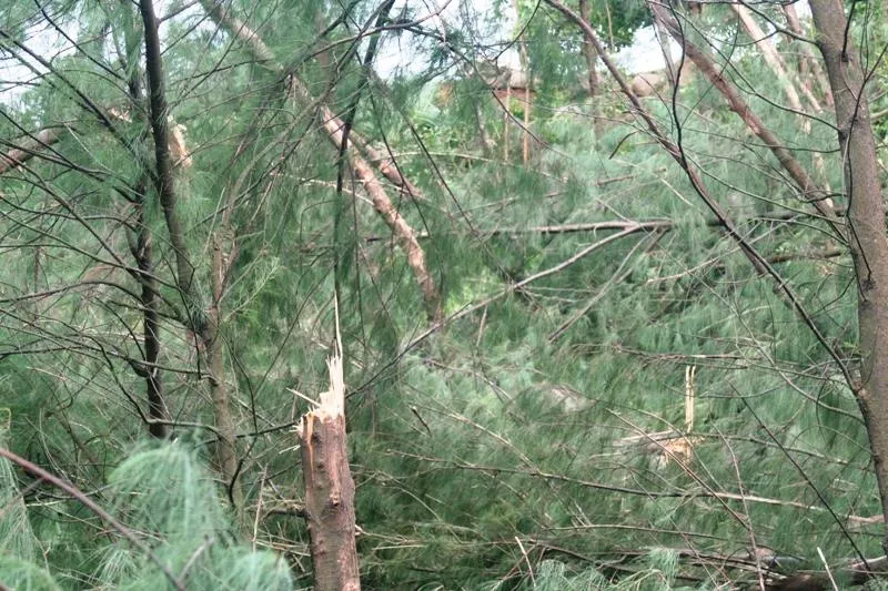 Tập trung giúp người dân thu mua cây trồng bị gãy đổ do bão ảnh 1