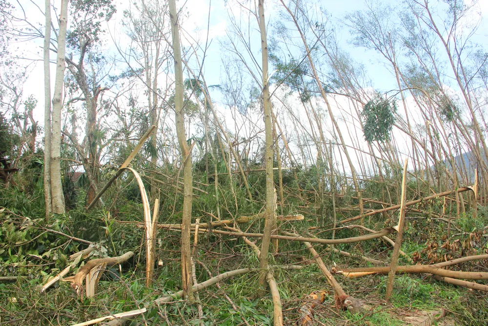 Rừng cây keo ở địa bàn huyện Kỳ Anh, tỉnh Hà Tĩnh bị bão cuốn gãy đổ hàng loạt