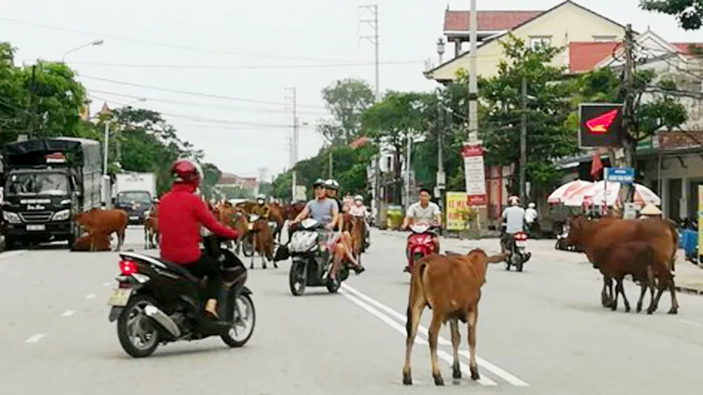 Bò thả rông  trên quốc lộ gây nguy cơ xảy ra tai nạn giao thông cao 