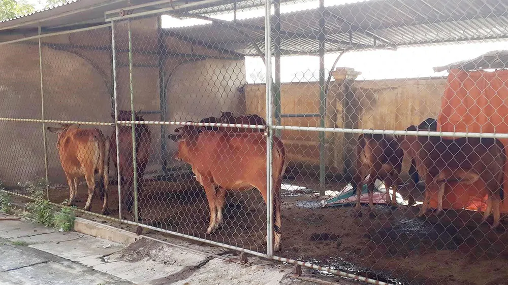 Bắt nhốt hàng chục con bò thả rông trên quốc lộ gây mất an toàn giao thông ảnh 1