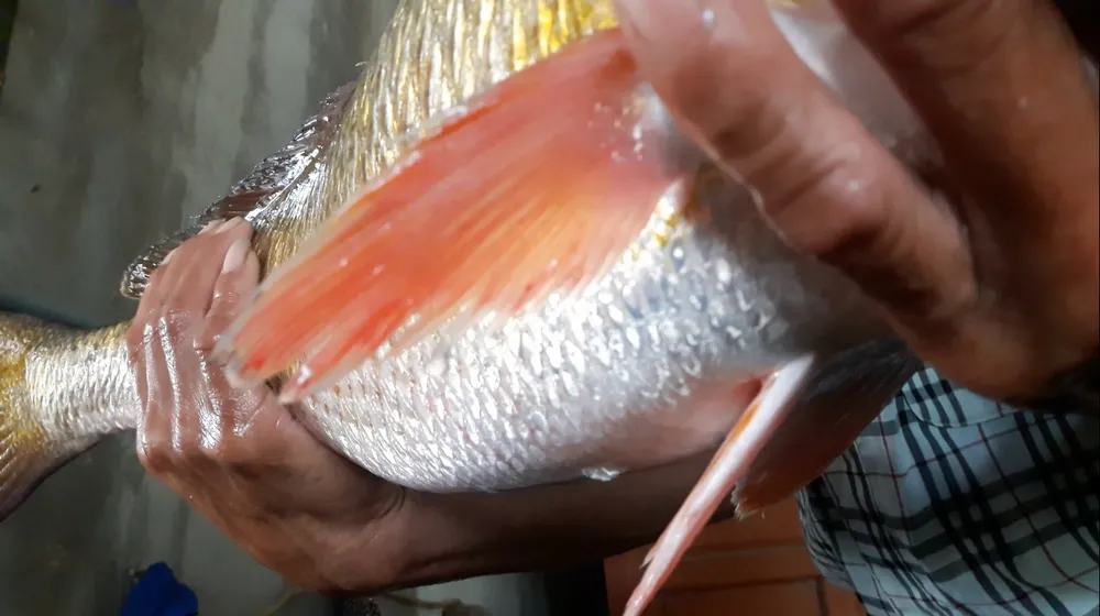 Người dân bất ngờ câu được cá lạ, nghi là cá sủ vàng ảnh 2