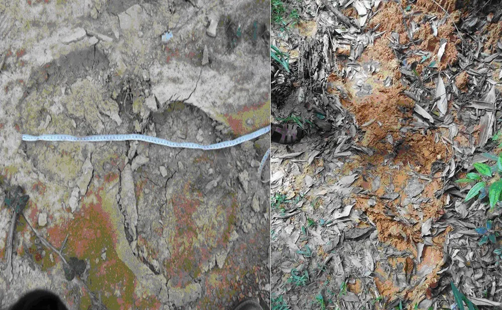 Voi rừng xuất hiện tại Vườn Quốc gia Vũ Quang, Hà Tĩnh ảnh 2