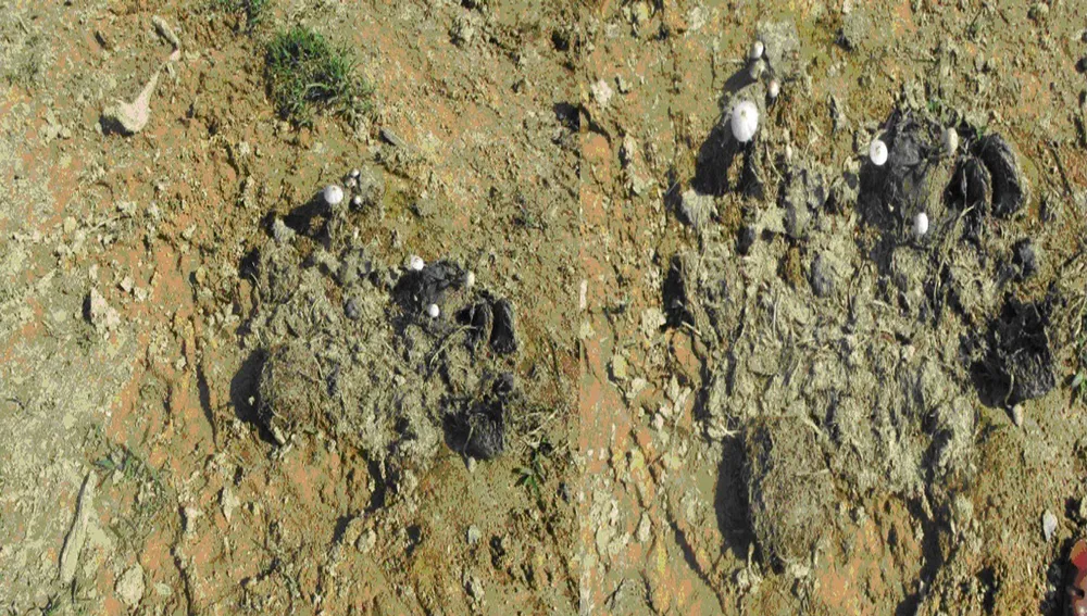 Voi rừng xuất hiện tại Vườn Quốc gia Vũ Quang, Hà Tĩnh ảnh 3