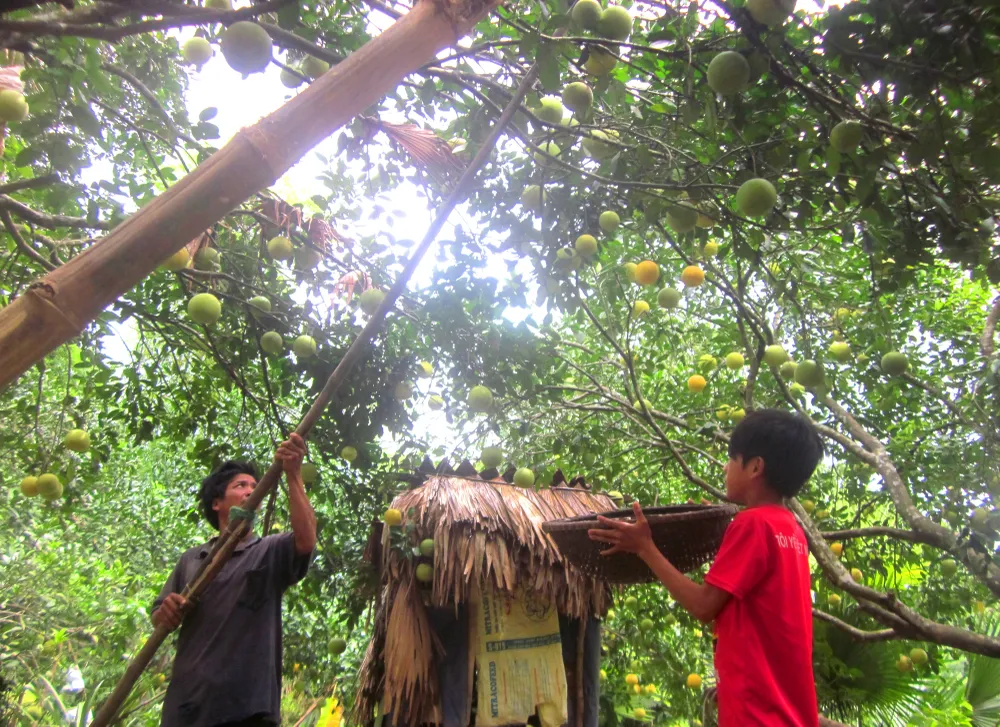 Một xã ở Hà Tĩnh thu 39 tỷ đồng từ cây dó bầu ảnh 1