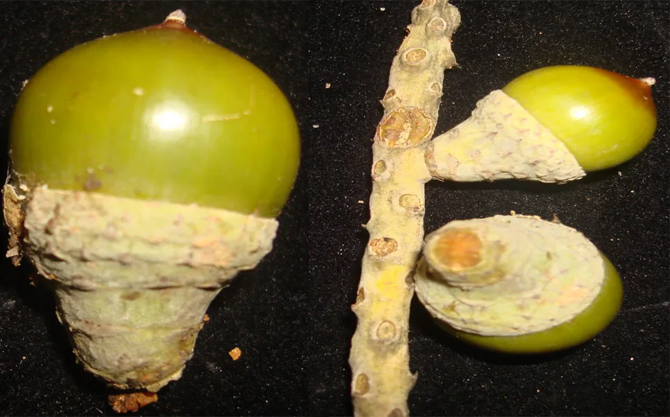 Phát hiện loài thực vật mới ở Vườn Quốc gia Vũ Quang ảnh 4