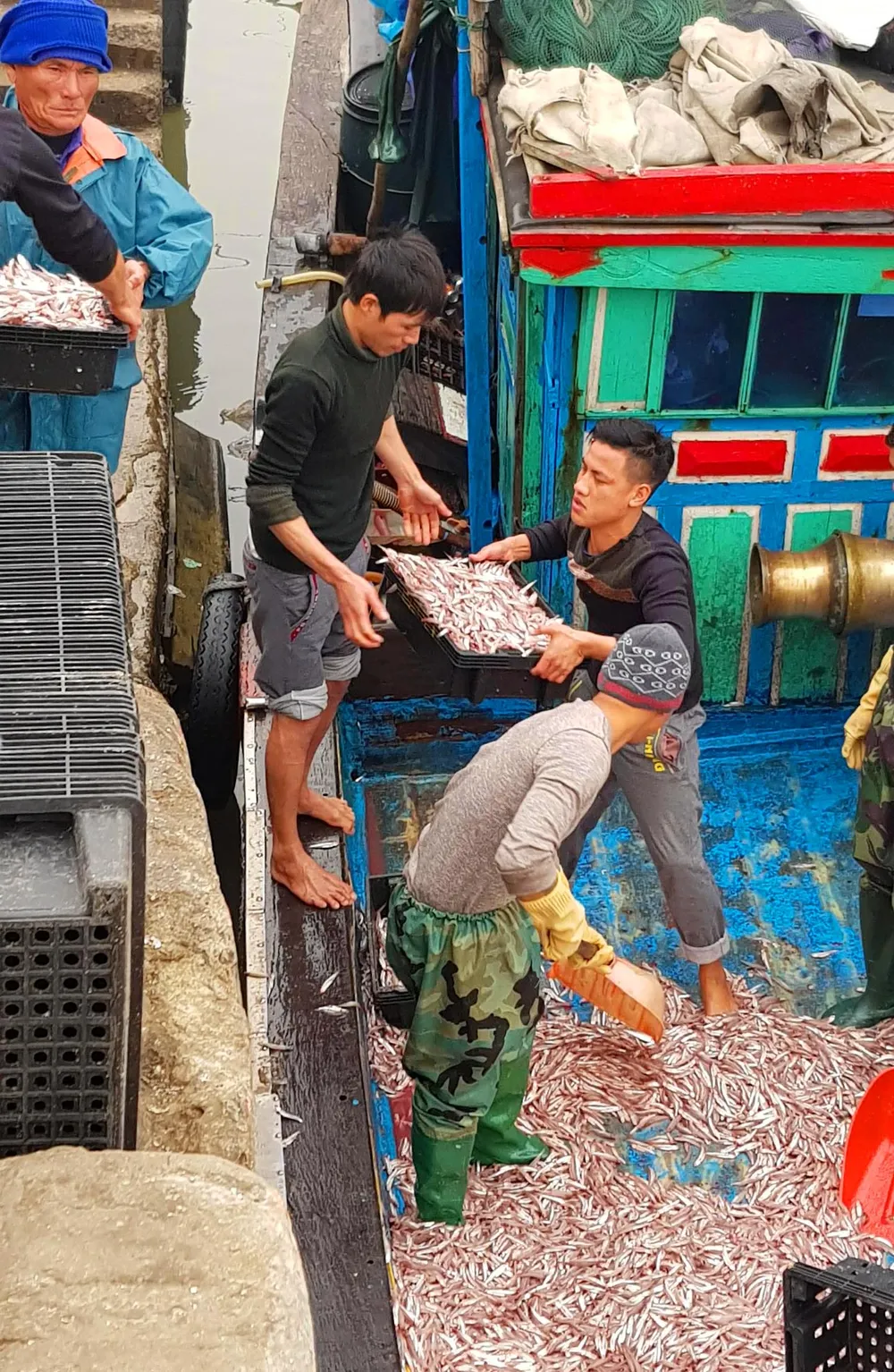 VIDEO: Nhiều ngư dân trúng đậm cá cơm biển ngày giáp tết ảnh 2