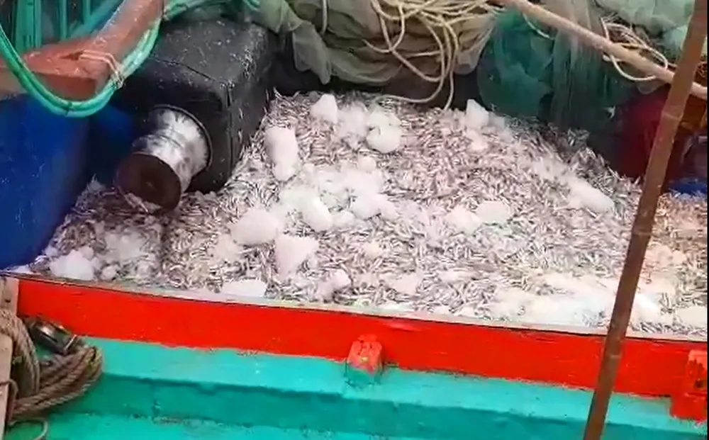 VIDEO: Nhiều ngư dân trúng đậm cá cơm biển ngày giáp tết ảnh 3