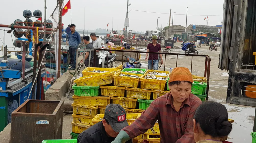 Nhiều ngư dân Bắc miền Trung tiếp tục trúng đậm cá trích, cá cơm biển ảnh 7