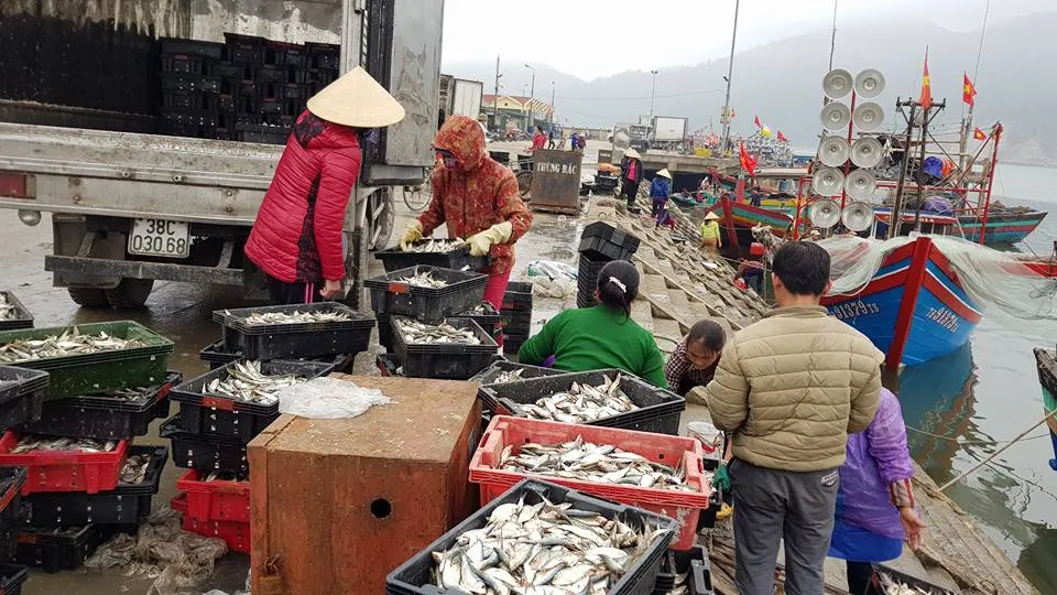 Nhiều ngư dân Bắc miền Trung tiếp tục trúng đậm cá trích, cá cơm biển ảnh 8
