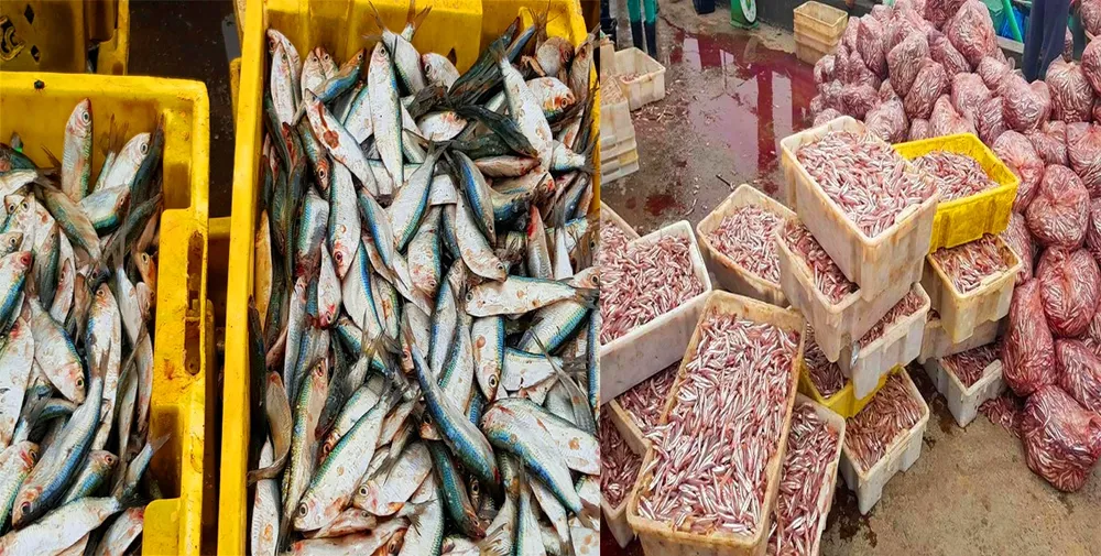 Nhiều ngư dân Bắc miền Trung tiếp tục trúng đậm cá trích, cá cơm biển ảnh 1