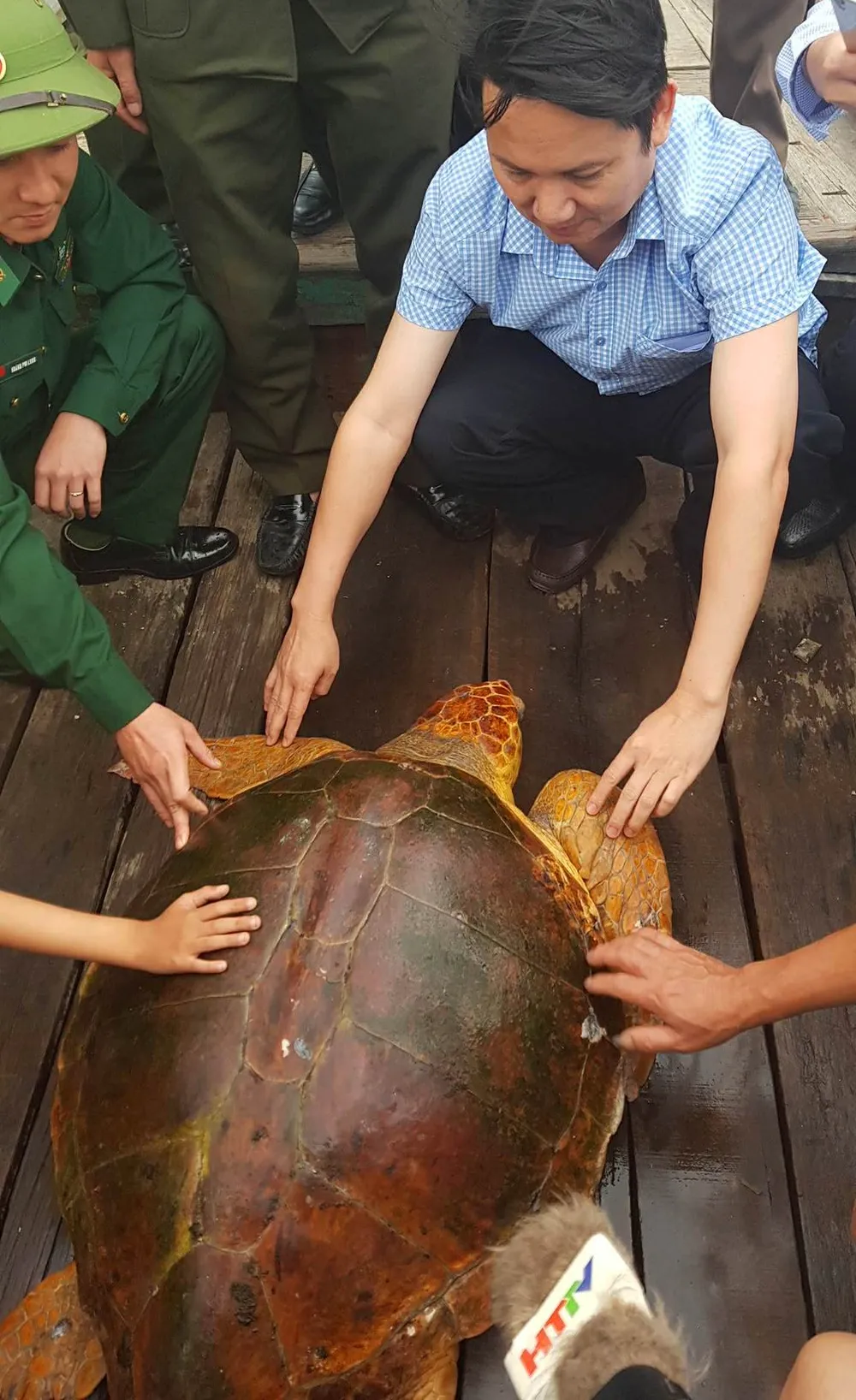 Thả rùa biển quý hiếm về lại môi trường tự nhiên ảnh 1