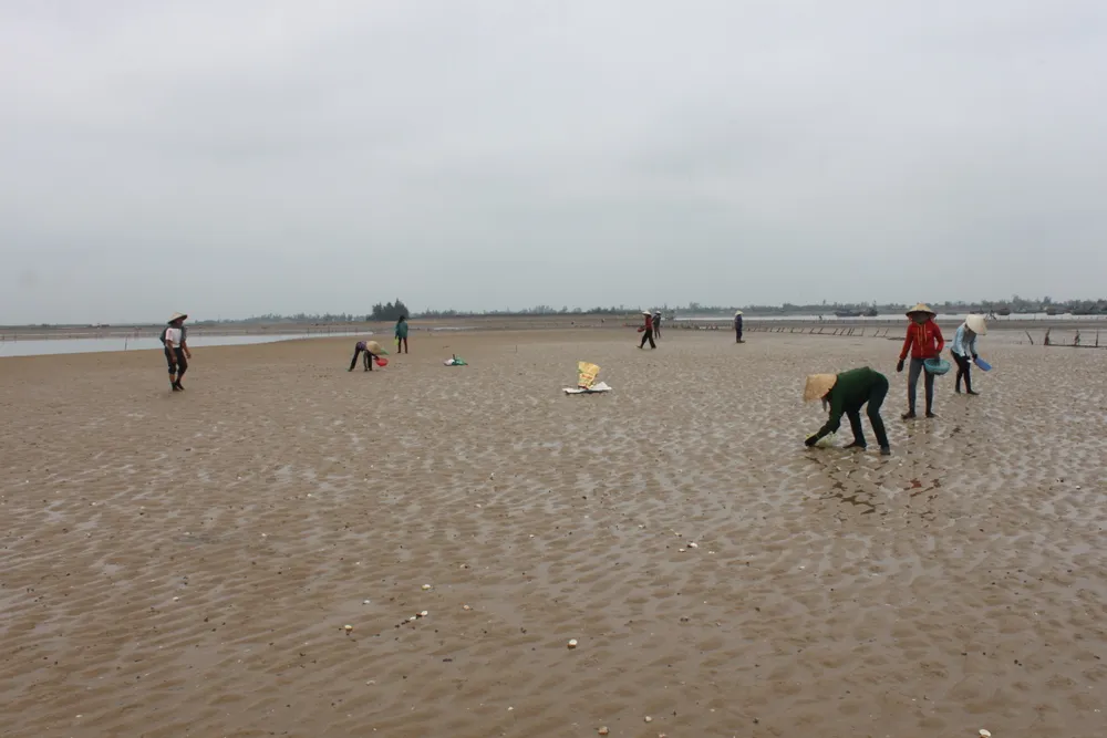 VIDEO: Nghêu nuôi chết hàng loạt, người dân có nguy cơ trắng tay ảnh 5
