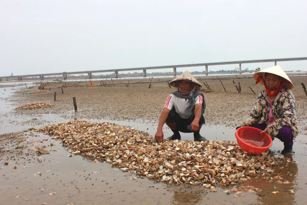 VIDEO: Nghêu nuôi chết hàng loạt, người dân có nguy cơ trắng tay ảnh 1