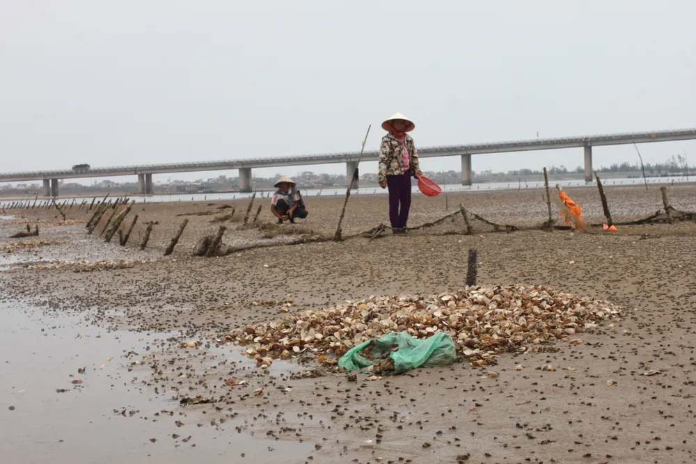 VIDEO: Nghêu nuôi chết hàng loạt, người dân có nguy cơ trắng tay ảnh 6