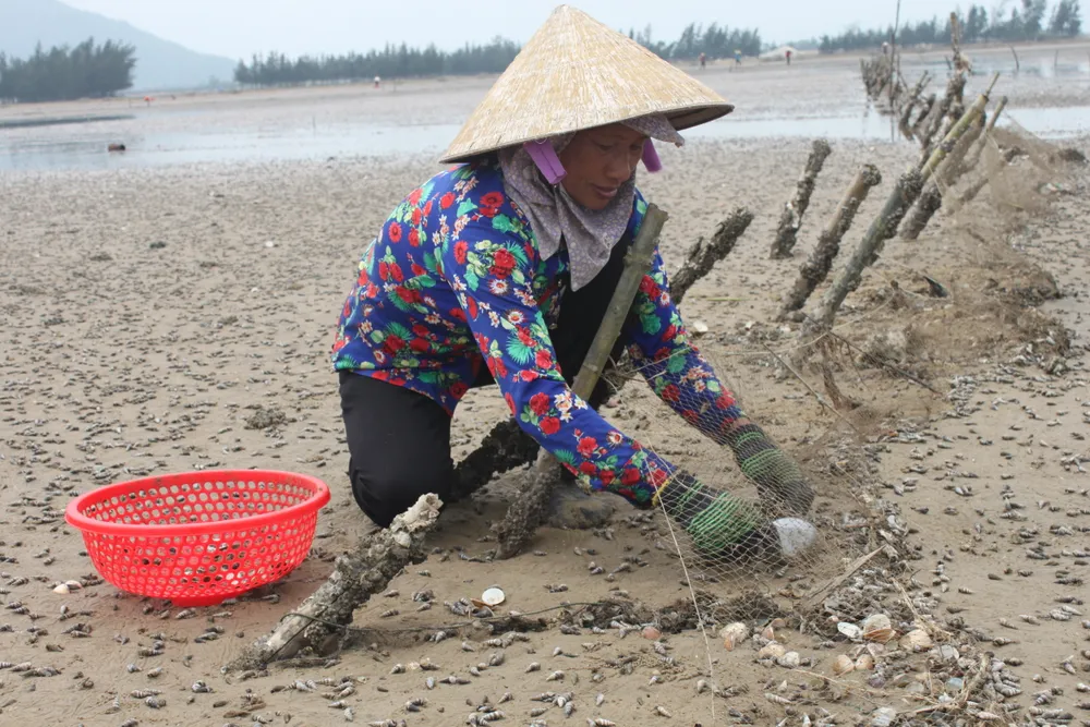 VIDEO: Nghêu nuôi chết hàng loạt, người dân có nguy cơ trắng tay ảnh 7