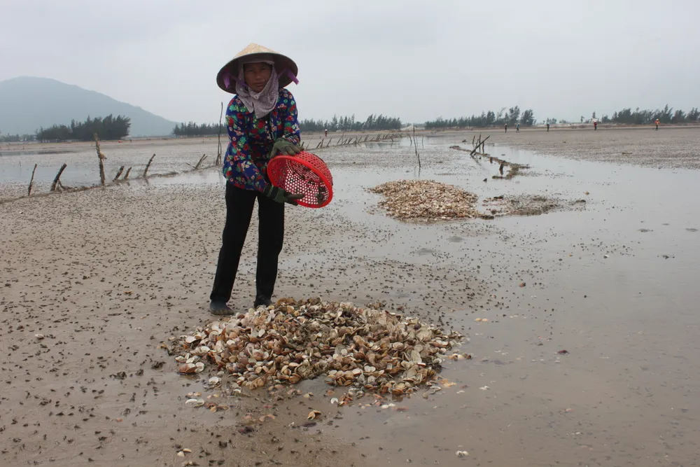 VIDEO: Nghêu nuôi chết hàng loạt, người dân có nguy cơ trắng tay ảnh 4