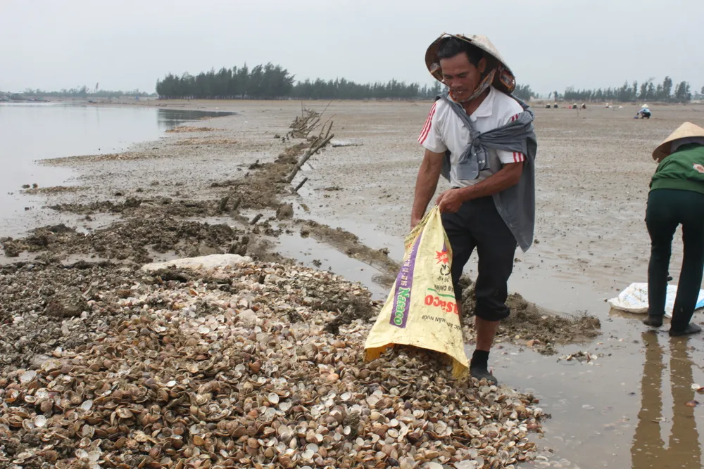 VIDEO: Nghêu nuôi chết hàng loạt, người dân có nguy cơ trắng tay ảnh 2