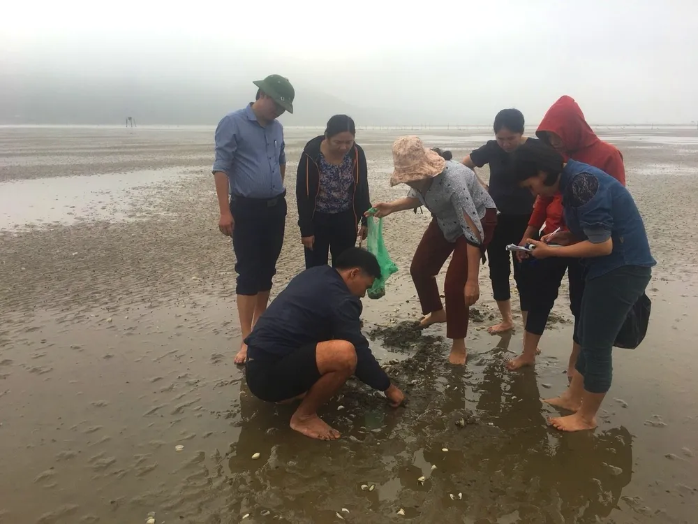 Hà Tĩnh: 120ha nghêu nuôi bị chết hàng loạt  ảnh 1