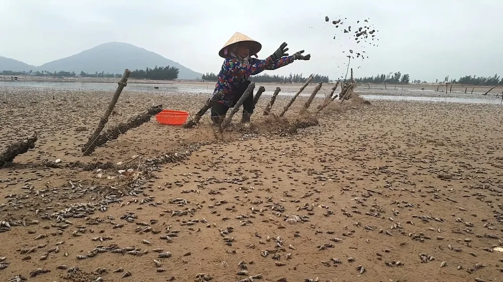Hà Tĩnh: 120ha nghêu nuôi bị chết hàng loạt  ảnh 2